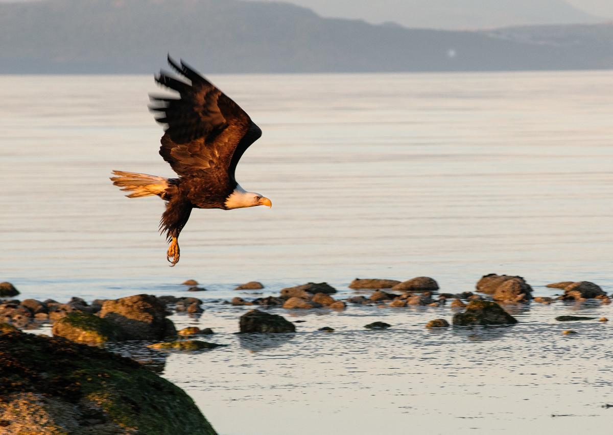 Bald Eagle